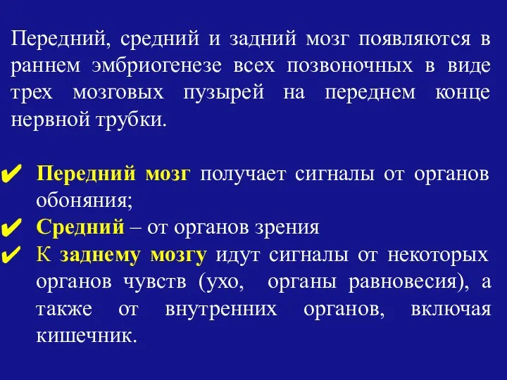 Передний, средний и задний мозг появляются в раннем эмбриогенезе всех позвоночных