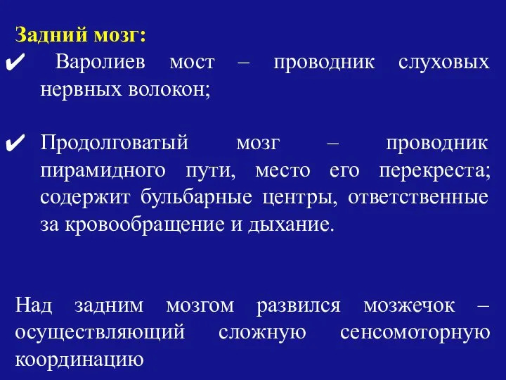 Задний мозг: Варолиев мост – проводник слуховых нервных волокон; Продолговатый мозг