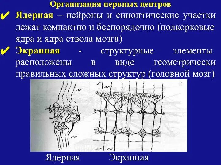 Организация нервных центров Ядерная – нейроны и синоптические участки лежат компактно