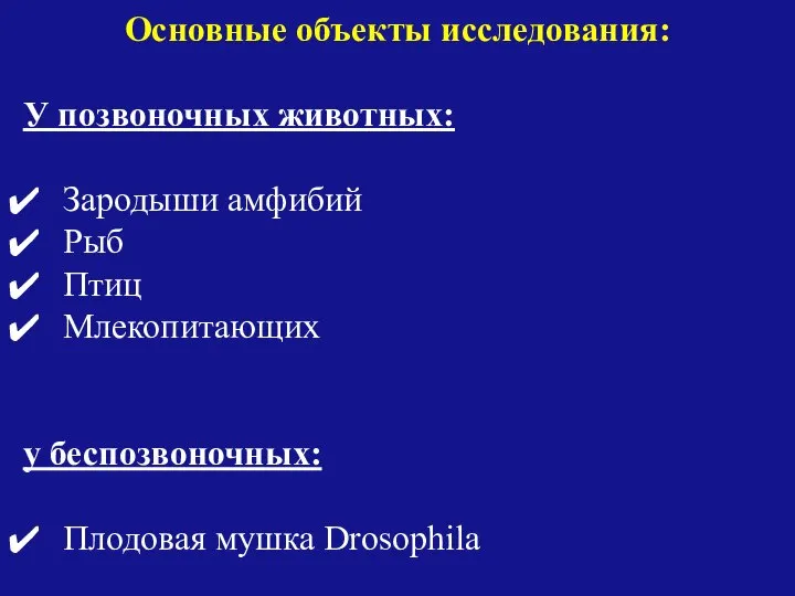 Основные объекты исследования: У позвоночных животных: Зародыши амфибий Рыб Птиц Млекопитающих у беспозвоночных: Плодовая мушка Drosophila