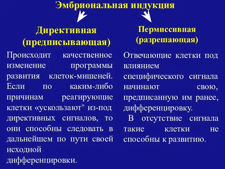 Эмбриональная индукция Директивная (предписывающая) Пермиссивная (разрешающая) Отвечающие клетки под влиянием специфического