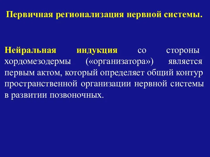 Нейральная индукция со стороны хордомезодермы («организатора») является первым актом, который определяет