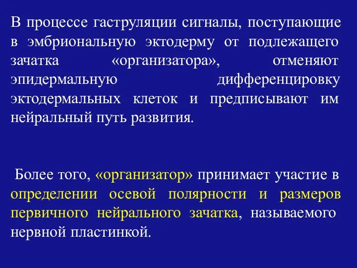 В процессе гаструляции сигналы, поступающие в эмбриональную эктодерму от подлежащего зачатка