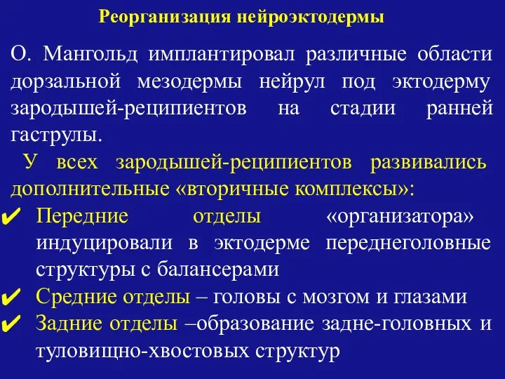 О. Мангольд имплантировал различные области дорзальной мезодермы нейрул под эктодерму зародышей-реципиентов