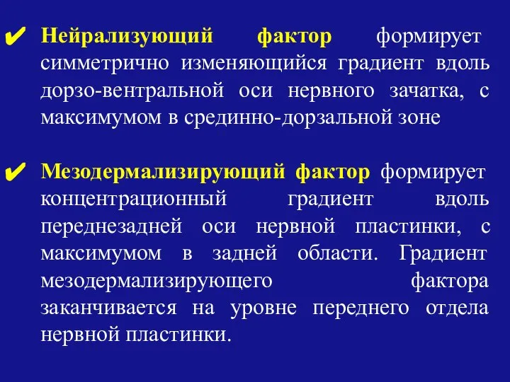 Нейрализующий фактор формирует симметрично изменяющийся градиент вдоль дорзо-вентральной оси нервного зачатка,