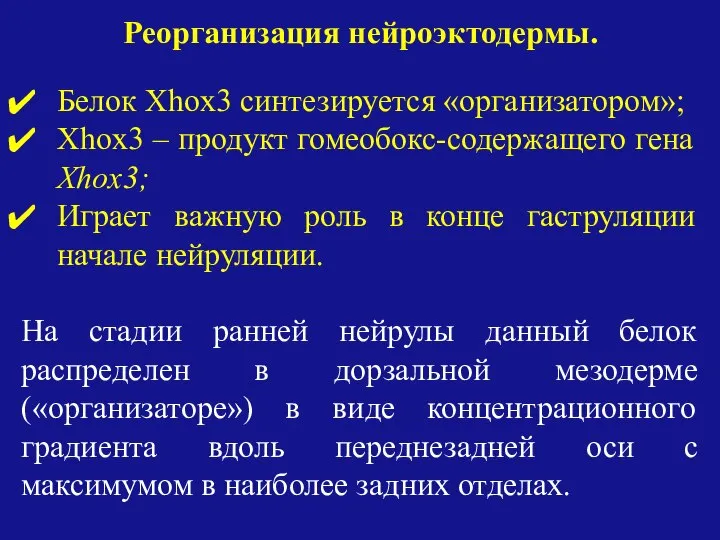 Белок Xhox3 синтезируется «организатором»; Xhox3 – продукт гомеобокс-содержащего гена Xhox3; Играет