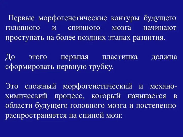 Первые морфогенетические контуры будущего головного и спинного мозга начинают проступать на