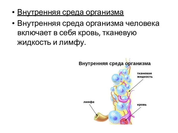 Внутренняя среда организма Внутренняя среда организма человека включает в себя кровь, тканевую жидкость и лимфу.