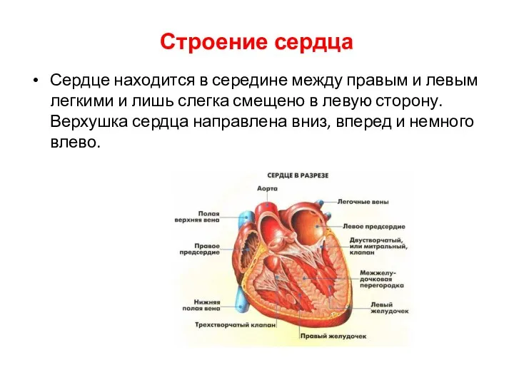 Строение сердца Сердце находится в середине между правым и левым легкими