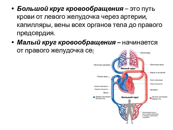 Большой круг кровообращения – это путь крови от левого желудочка через