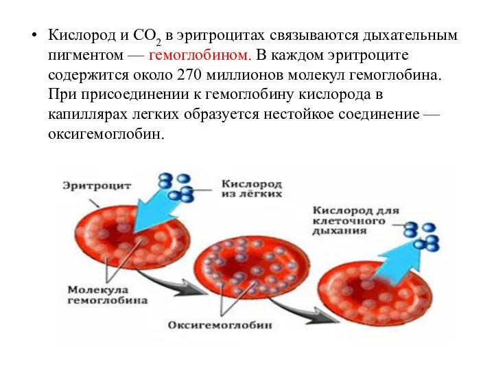 Кислород и СO2 в эритроцитах связываются дыхательным пигментом — гемоглобином. В