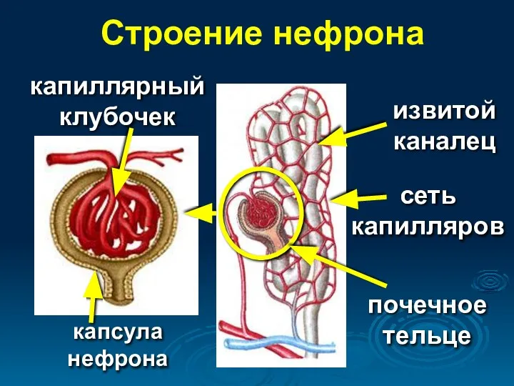 Строение нефрона извитой каналец почечное тельце капсула нефрона капиллярный клубочек сеть капилляров