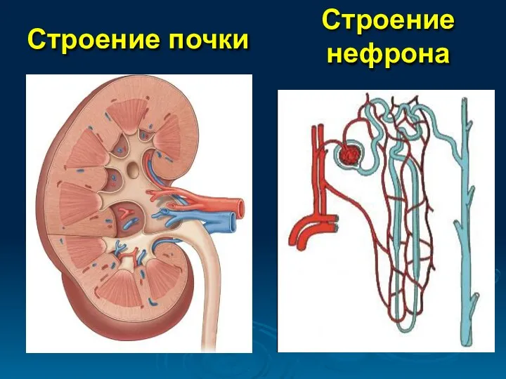 Строение почки Строение нефрона