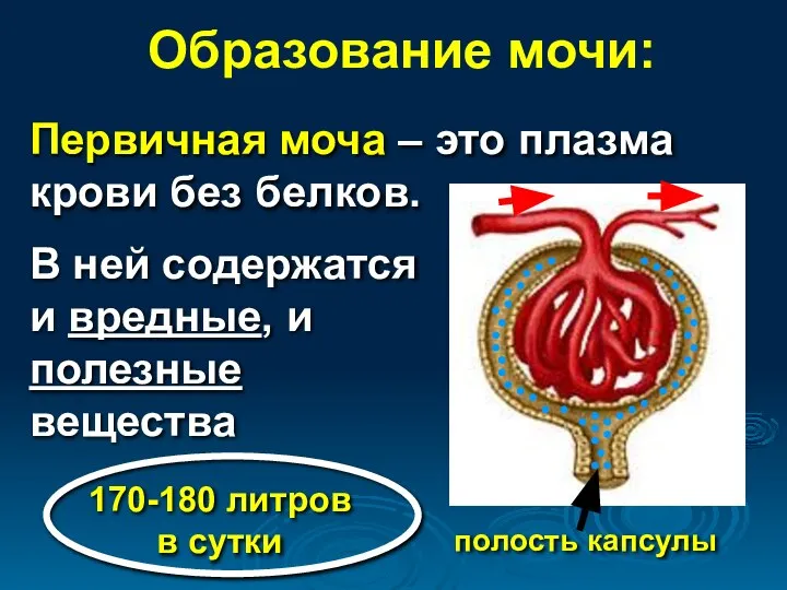 Образование мочи: полость капсулы Первичная моча – это плазма крови без