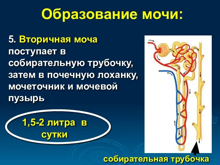 Образование мочи: 5. Вторичная моча поступает в собирательную трубочку, затем в