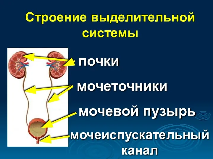 Строение выделительной системы почки мочеточники мочевой пузырь мочеиспускательный канал