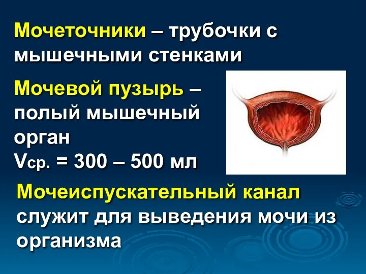 Мочеточники – трубочки с мышечными стенками Мочевой пузырь – полый мышечный