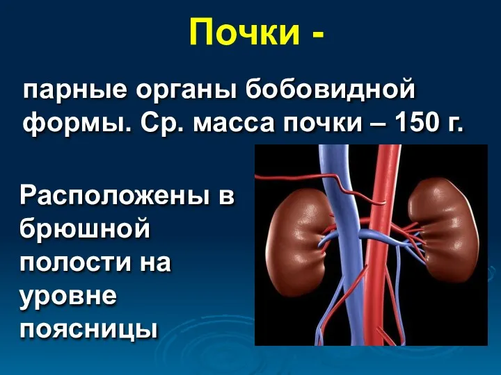 Почки - парные органы бобовидной формы. Ср. масса почки – 150