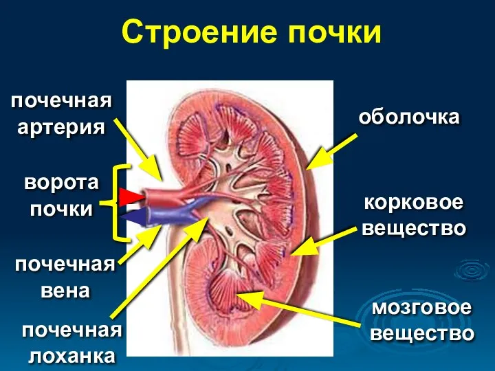 Строение почки оболочка ворота почки мозговое вещество корковое вещество почечная лоханка почечная артерия почечная вена