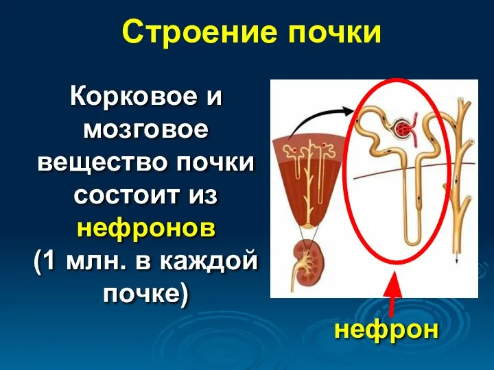 Строение почки Корковое и мозговое вещество почки состоит из нефронов (1 млн. в каждой почке) нефрон