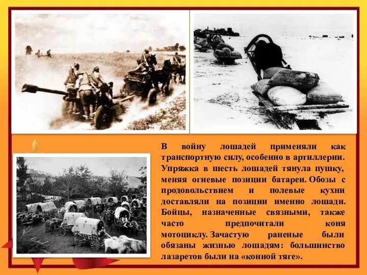 В войну лошадей применяли как транспортную силу, особенно в артиллерии. Упряжка