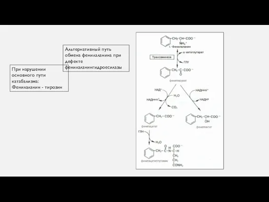 Альтернативный путь обмена фенилаланина при дефекте фенилаланингидроесилазы При нарушении основного пути катабализма: Фенилаланин - тирозин