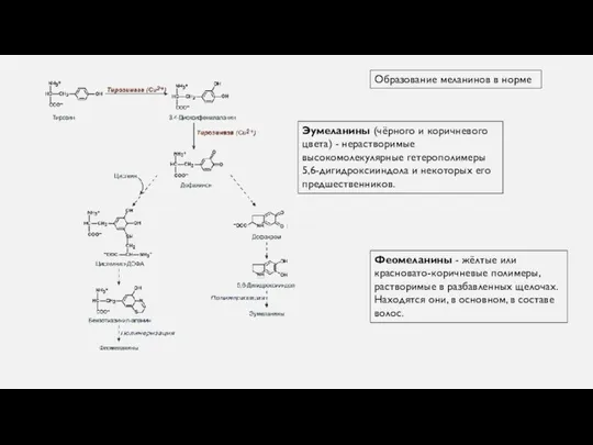 Образование меланинов в норме Эумеланины (чёрного и коричневого цвета) - нерастворимые