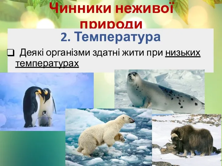 Чинники неживої природи 2. Температура Деякі організми здатні жити при низьких температурах