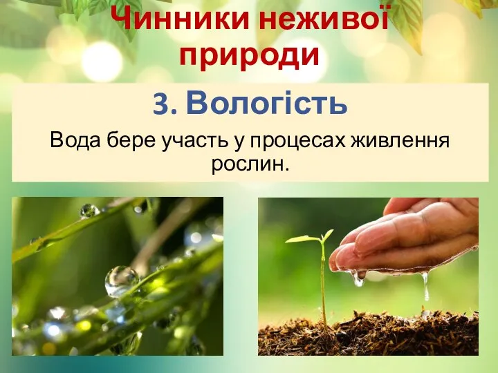 Чинники неживої природи 3. Вологість Вода бере участь у процесах живлення рослин.