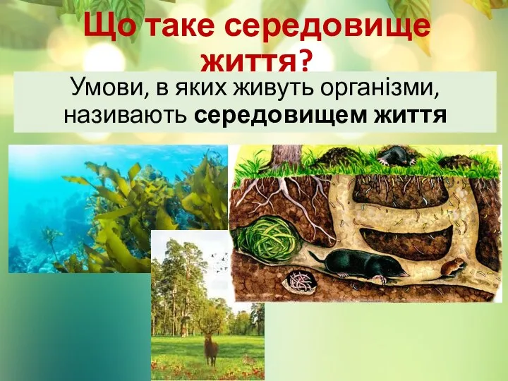 Що таке середовище життя? Умови, в яких живуть організми, називають середовищем життя