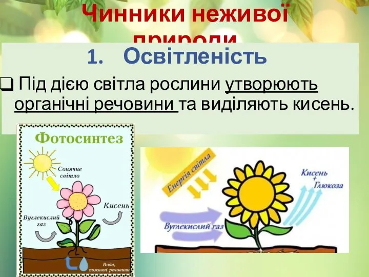 Чинники неживої природи Освітленість Під дією світла рослини утворюють органічні речовини та виділяють кисень.