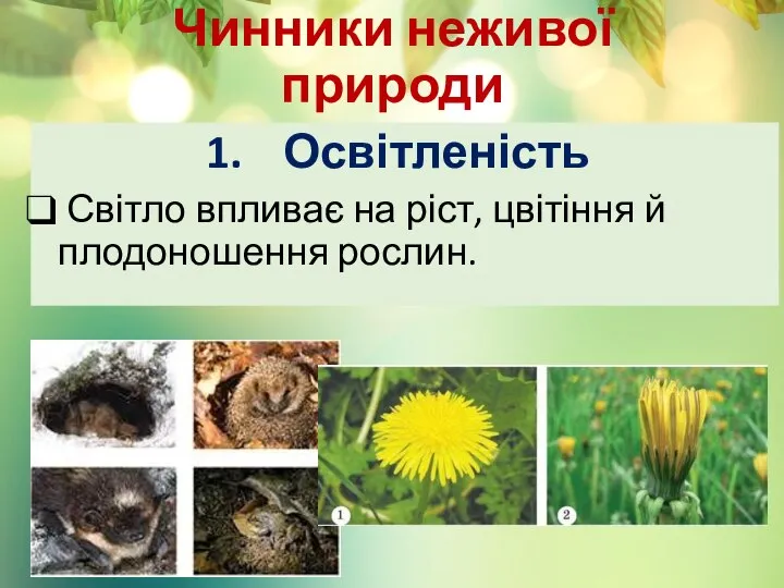 Чинники неживої природи Освітленість Світло впливає на ріст, цвітіння й плодоношення рослин.