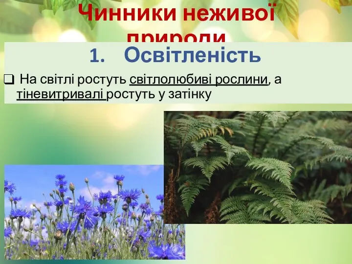 Чинники неживої природи Освітленість На світлі ростуть світлолюбиві рослини, а тіневитривалі ростуть у затінку