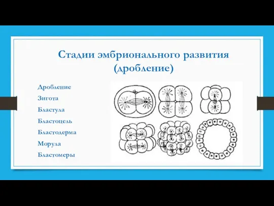 Стадии эмбрионального развития (дробление) Дробление Зигота Бластула Бластоцель Бластодерма Морула Бластомеры