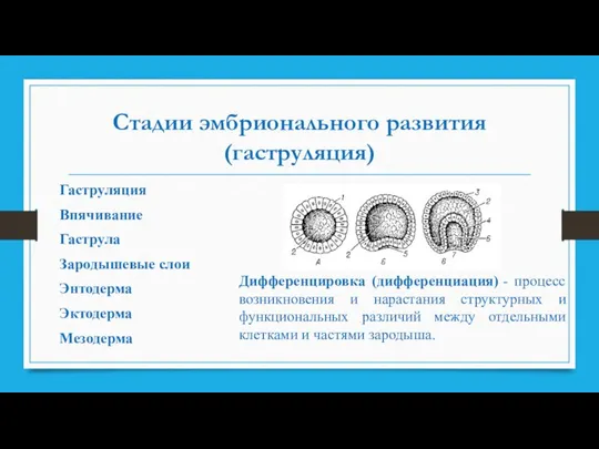 Стадии эмбрионального развития (гаструляция) Гаструляция Впячивание Гаструла Зародышевые слои Энтодерма Эктодерма