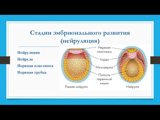 Стадии эмбрионального развития (нейруляция) Нейруляция Нейрула Нервная пластинка Нервная трубка