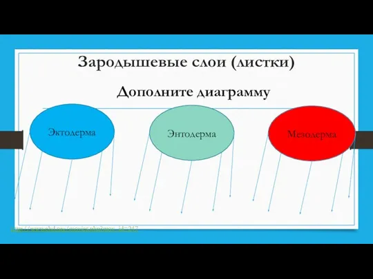 Зародышевые слои (листки) Эктодерма Энтодерма Мезодерма Дополните диаграмму http://www.ehd.org/movies.php?mov_id=247