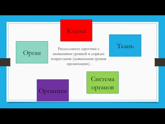 Клетка Ткань Орган Система органов Организм Расположите карточки с названиями уровней