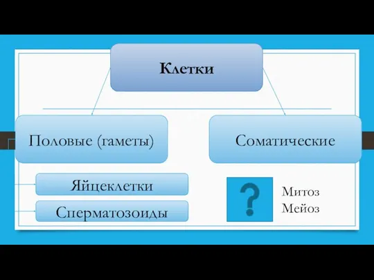 Клетки Соматические Половые (гаметы) Яйцеклетки Сперматозоиды Митоз Мейоз