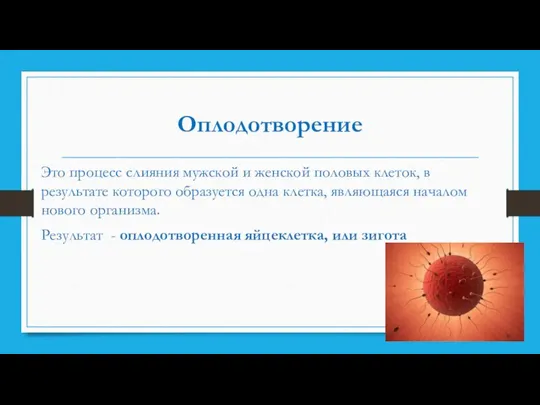 Оплодотворение Это процесс слияния мужской и женской половых клеток, в результате