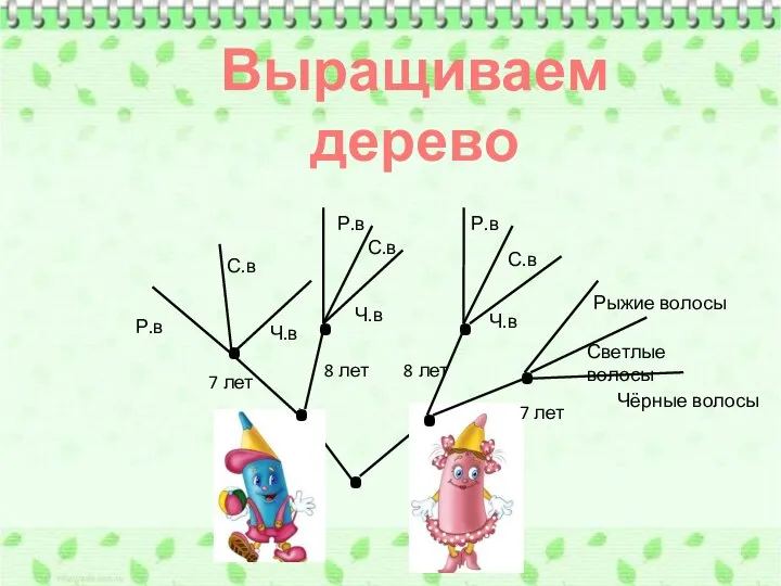 Выращиваем дерево . . . 7 лет 8 лет 7 лет