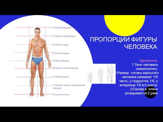 8.Линия макушки 7.Линия подбородка 6.Линия груди 5.Линия талии 4.Линия бедер 3.Линия