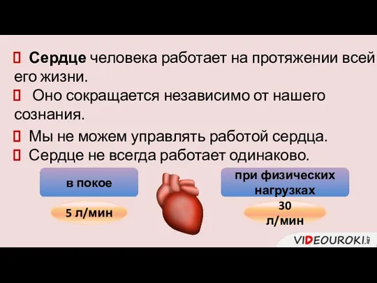 Сердце человека работает на протяжении всей его жизни. Оно сокращается независимо