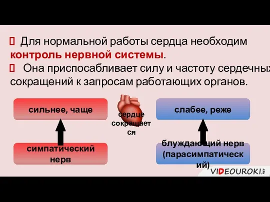 Для нормальной работы сердца необходим контроль нервной системы. Она приспосабливает силу