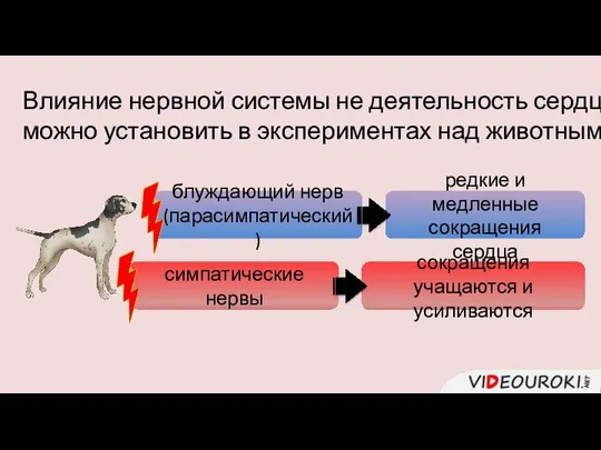 Влияние нервной системы не деятельность сердца можно установить в экспериментах над