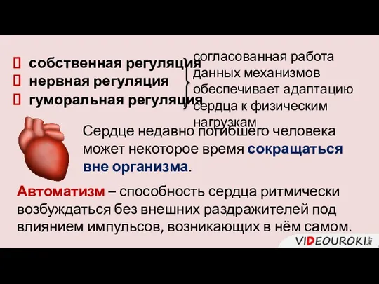 собственная регуляция нервная регуляция гуморальная регуляция согласованная работа данных механизмов обеспечивает