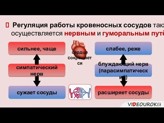 Регуляция работы кровеносных сосудов также осуществляется нервным и гуморальным путём. сердце