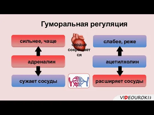 адреналин ацетилхолин сердце сокращается сильнее, чаще слабее, реже сужает сосуды расширяет сосуды Гуморальная регуляция