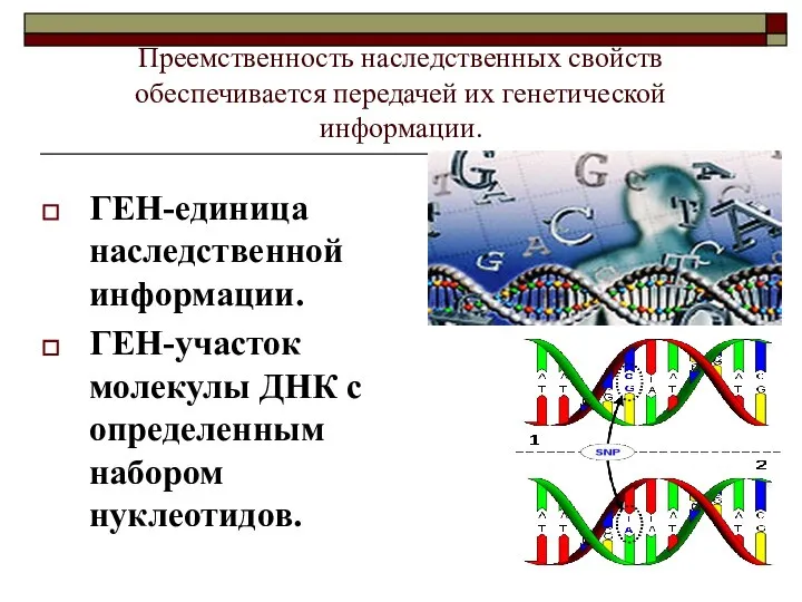 Преемственность наследственных свойств обеспечивается передачей их генетической информации. ГЕН-единица наследственной информации.