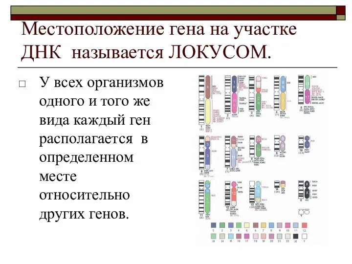 Местоположение гена на участке ДНК называется ЛОКУСОМ. У всех организмов одного